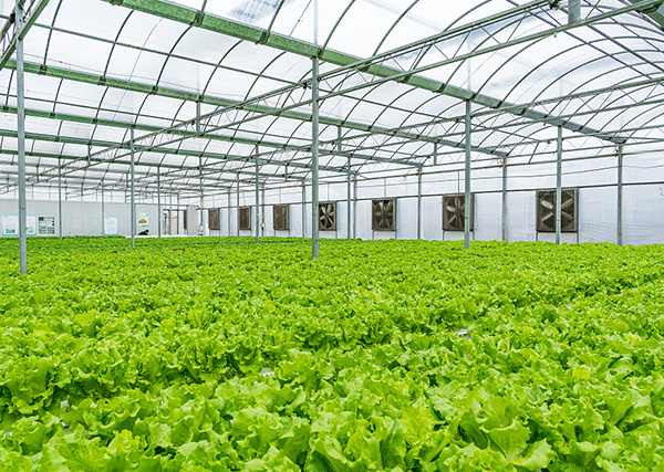溫室大棚增溫也能用電熱膜？